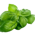 Basil Olive Oil - Tubac Gourmet Foods