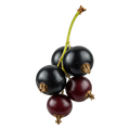 Black Currant Dark Balsamic Vinegar - Tubac Gourmet Foods
