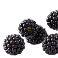 Blackberry Dark Balsamic Vinegar - Tubac Gourmet Foods