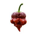 Carolina Reaper Olive Oil - Tubac Gourmet Foods