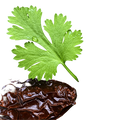 Cilantro Chipotle Olive Oil - Tubac Gourmet Foods
