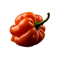Habanero Olive Oil - Tubac Gourmet Foods