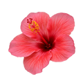 Hibiscus Dark Balsamic Vinegar - Tubac Gourmet Foods