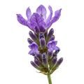 Lavender Olive Oil - Tubac Gourmet Foods