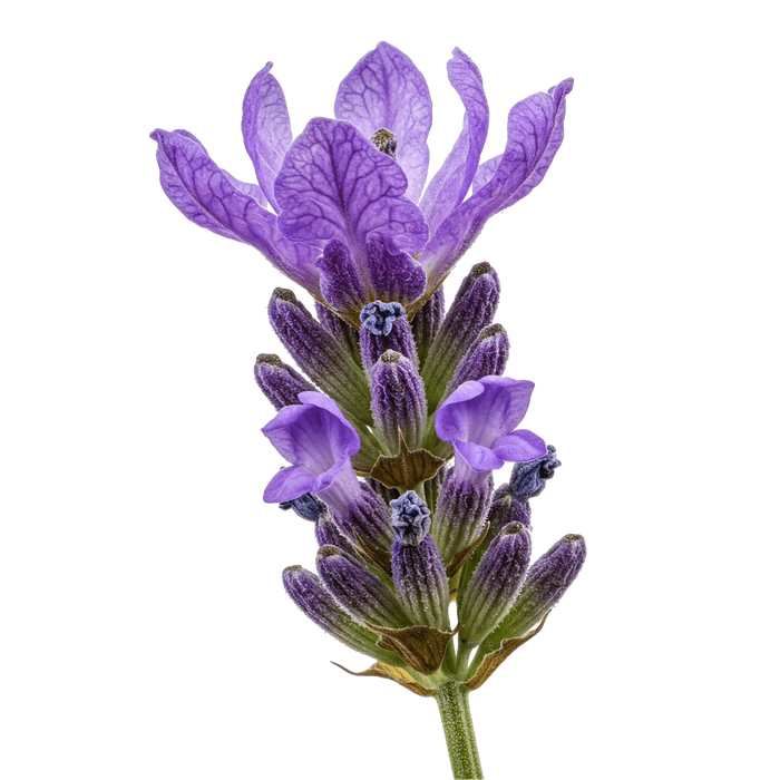 Lavender Olive Oil - Tubac Gourmet Foods