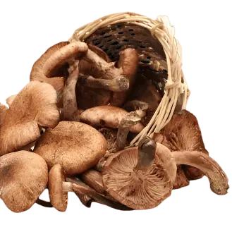 Mushroom Lover’s Olive Oil - Tubac Gourmet Foods