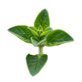 Oregano Olive Oil - Tubac Gourmet Foods