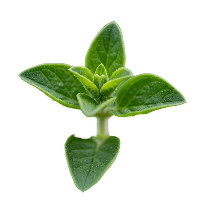 Oregano Olive Oil - Tubac Gourmet Foods