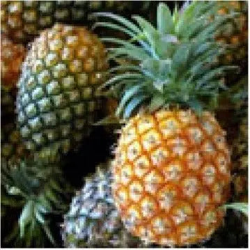 Pineapple White Balsamic Vinegar, 375 ml Bottle. - Tubac Gourmet Foods
