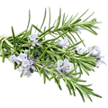 Rosemary Olive Oil - Tubac Gourmet Foods