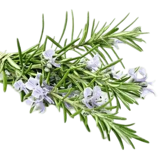 Rosemary Olive Oil - Tubac Gourmet Foods