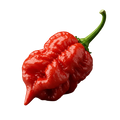 Scorpion Pepper Olive Oil - Tubac Gourmet Foods