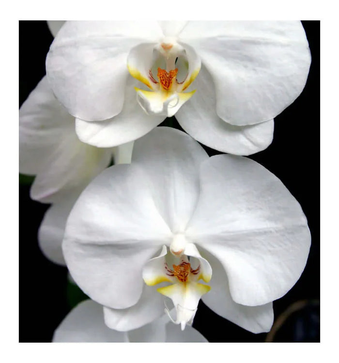 Yodeyma No38 Perfume (Aroma)